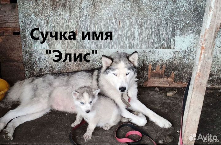 Отдам в добрые руки собак сибирской хаски