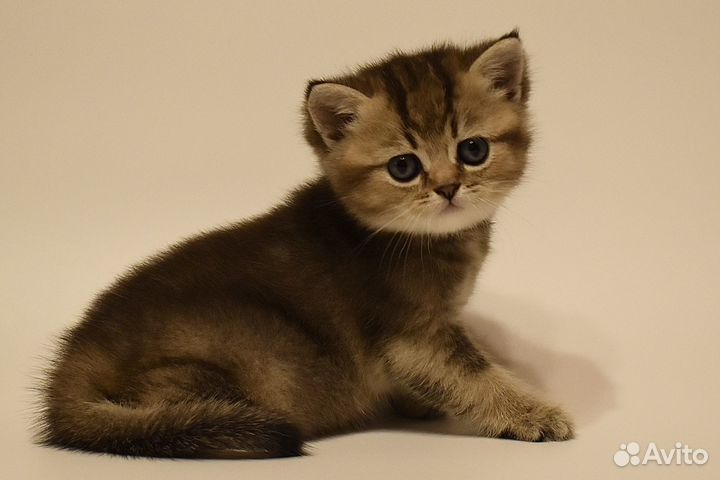 Котёнок Британская золотая шиншилла девочка