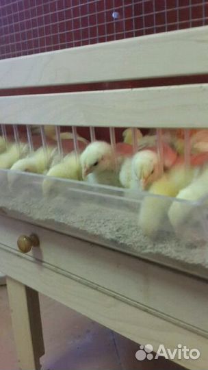 Цыплята бройлеры