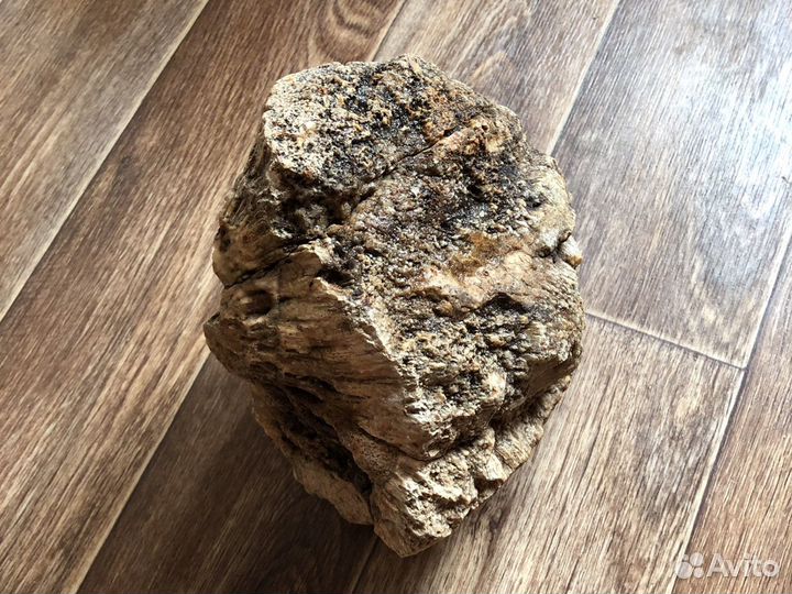 Камень с окаменелостями