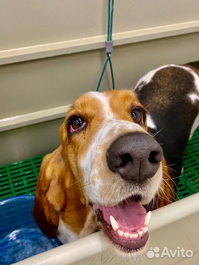 Груминг стрижка экспресс-линька