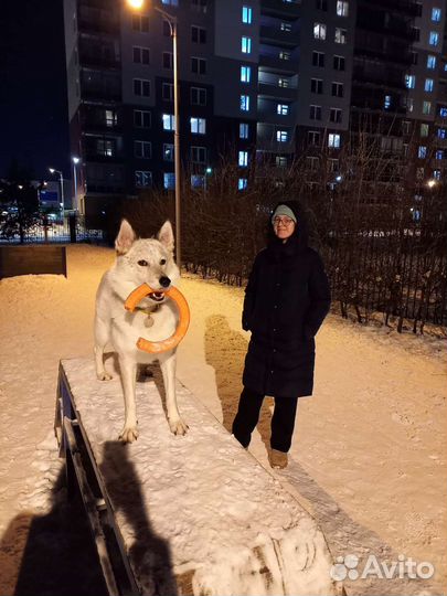 Передержка домашних животных, догситтер