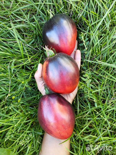 Набор семян с бесплатной доставкой