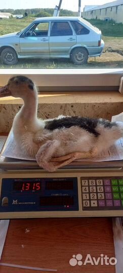 Утки муларды