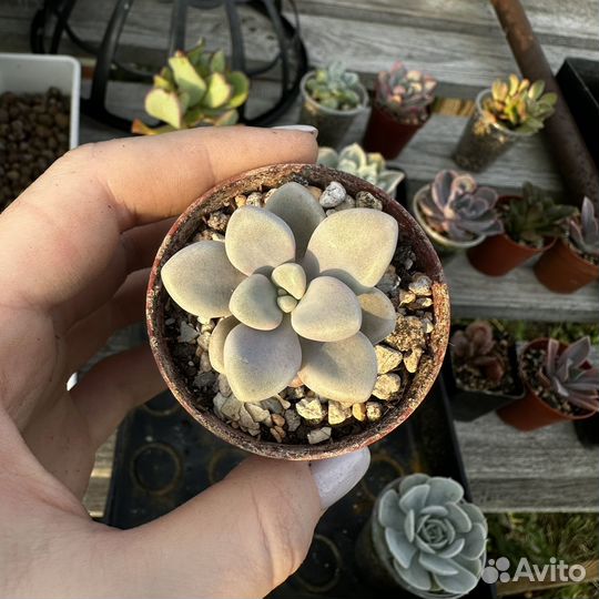 Суккуленты 8