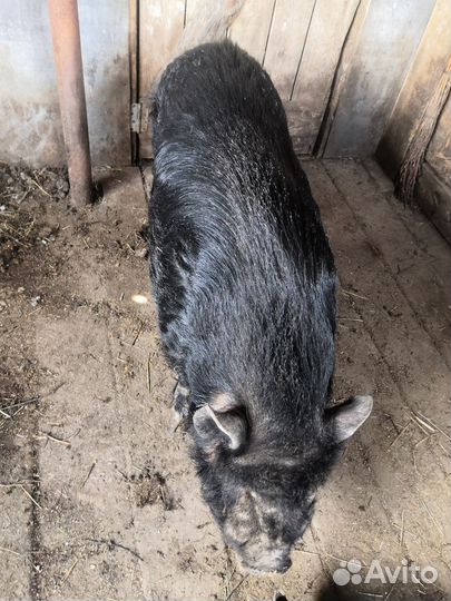 Вьетнамские свиньи, заано-альпийские козлики