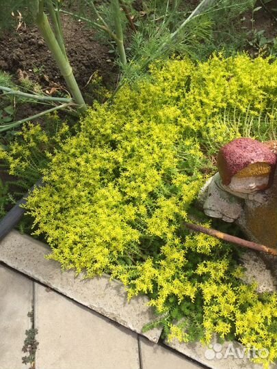 Суккуленты