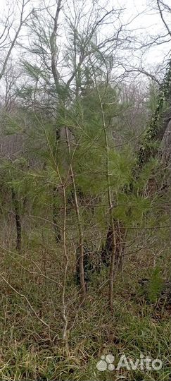 Сосна саженци пицундская