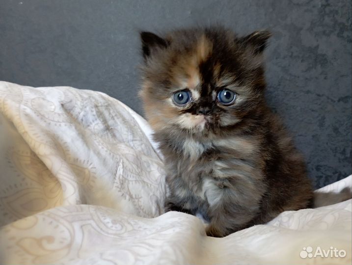 Персидские кошечки