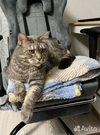 Компьютерное кресло Boss с функцией массажа