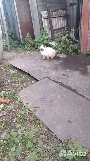 Сиамский котенок мальчик
