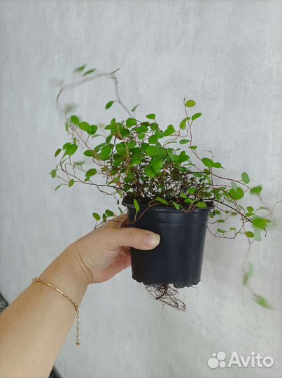 Мюленбекия