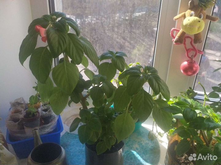 Ванька мокрый