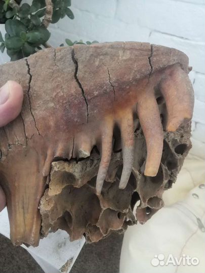 Зуб древнего шерстистого мамонта