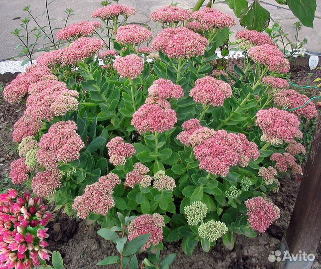 Многолетние цветы