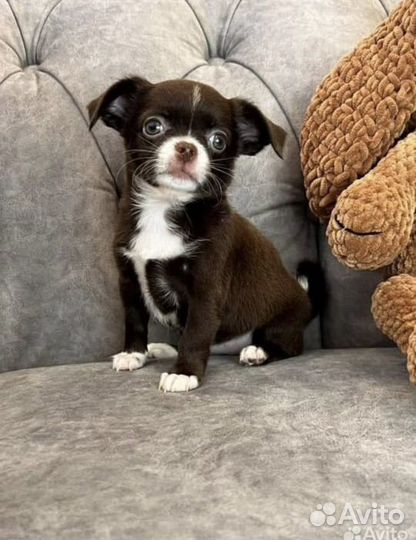 Чихуахуа мини девочка