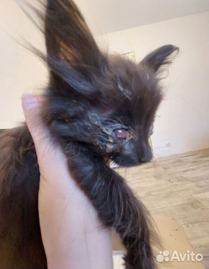 Погибает котенок