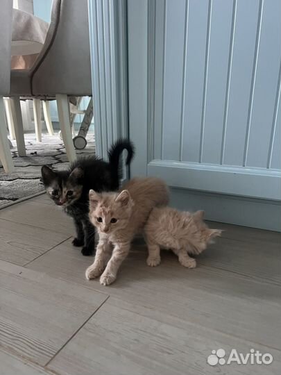 Котята в добрые руки даром