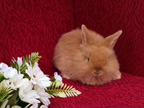 Карликовые кролики питомник.доставка 1500