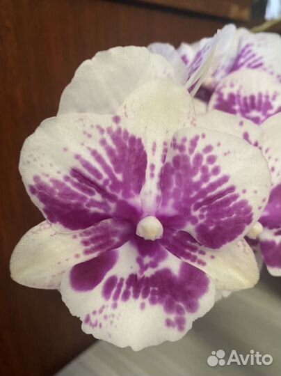 Продам орхидею