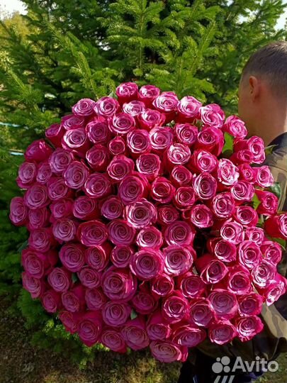 Роза сорт Принс Персей. Букеты от 15 шт