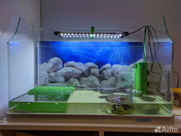 Красноухая черепаха с террариумом