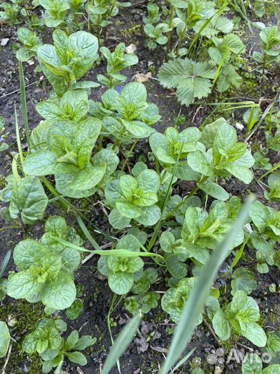 Многолетники для сада