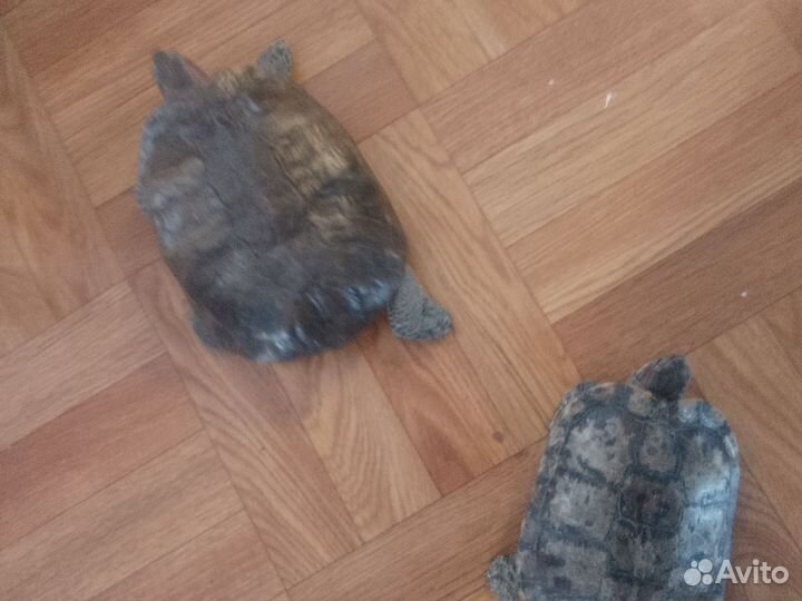 Красноухая черепаха