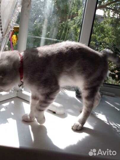 Шотландские вислоухие котята мраморные