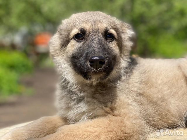 Мальчик ищет дом