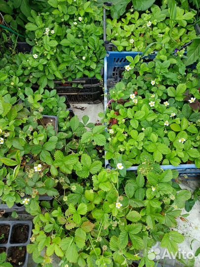 Рассада земляники