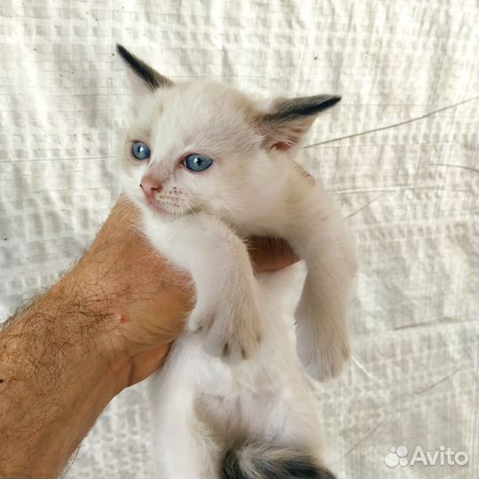 Миленькие кошечки