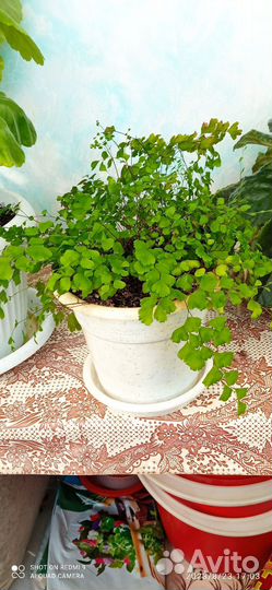 Папоротник комнатный