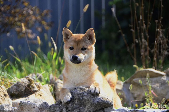 Сиба ину девочка