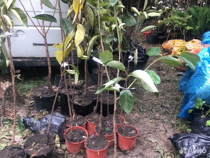 Саженцы хурмы в горшках круглый год