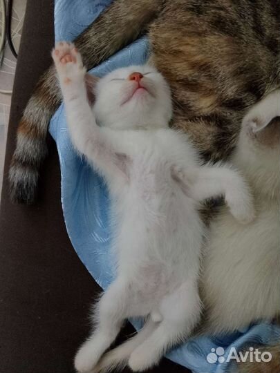 Котята в дар