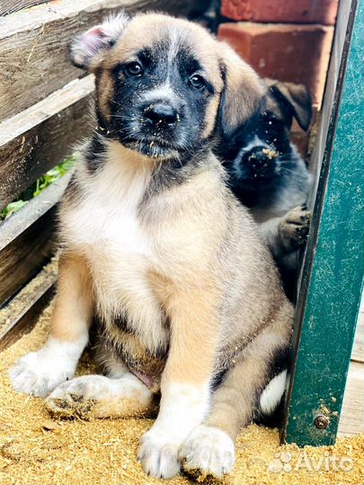 Отдам в добрые руки