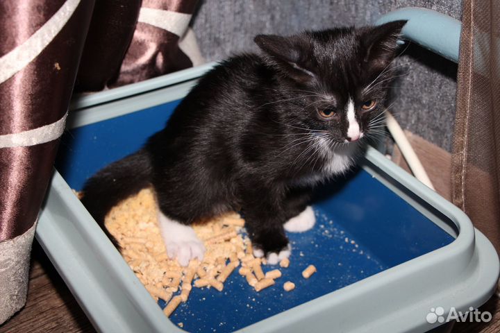 Котенок кошечка кошка