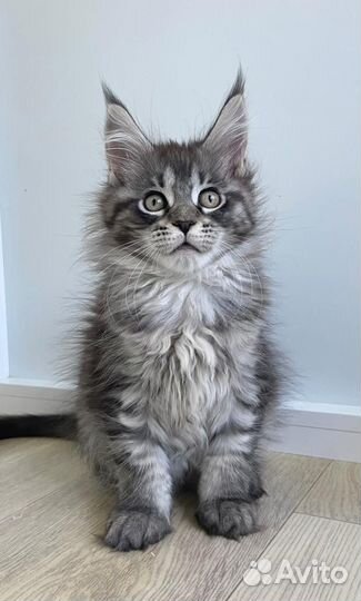 Котята мейн-кун