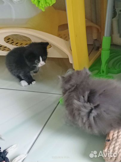 Кошки в добрые руки бесплатно