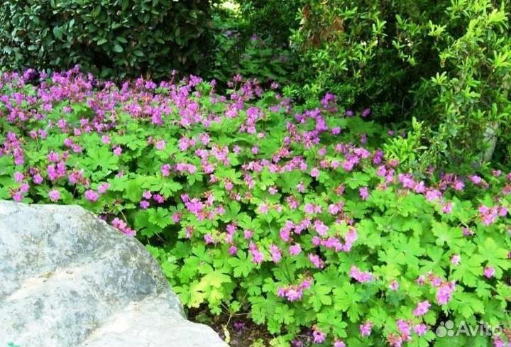 Герань садовая и лобелия многолетняя