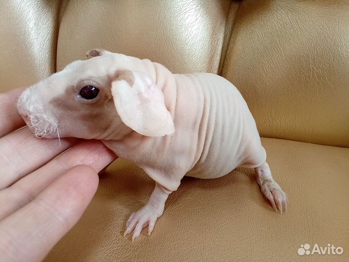 Морская свинка скинни с доставкой на адрес