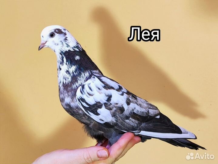 Голуби ручные комнатные