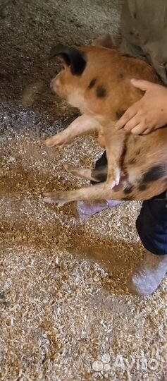 Продам поросят