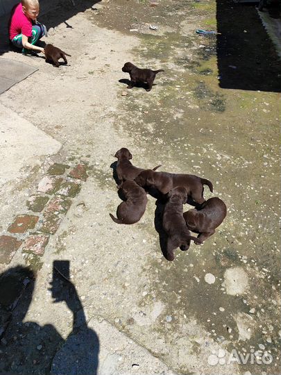 Щенки лабрадора шоколадные