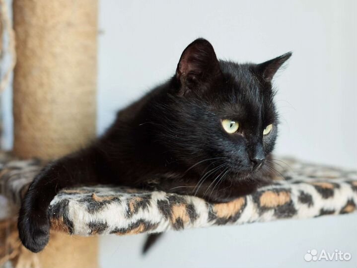 Васенька - лучший котик на свете