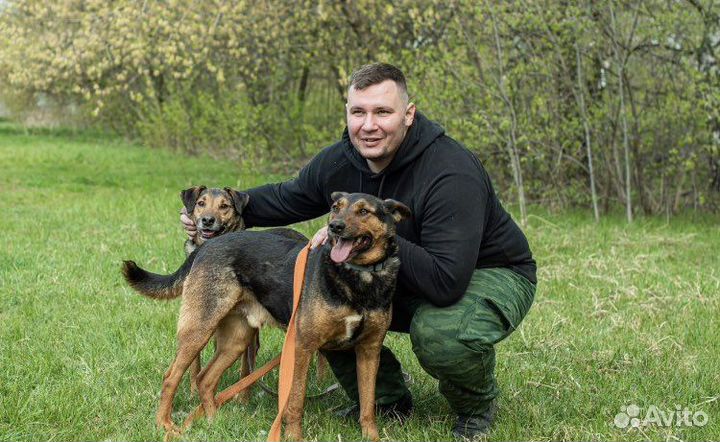 Активный пёс Ричи ищет дом