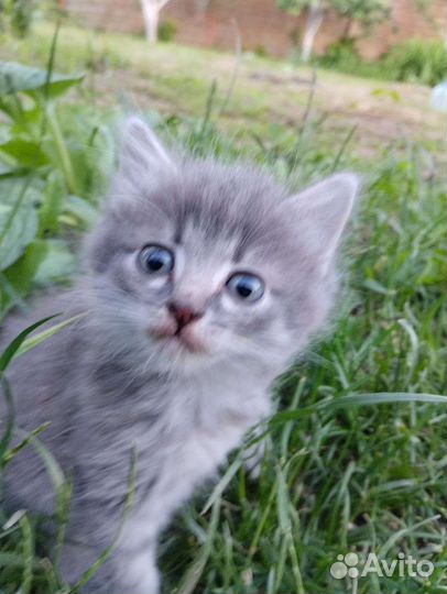 Кошки в добрые руки бесплатно