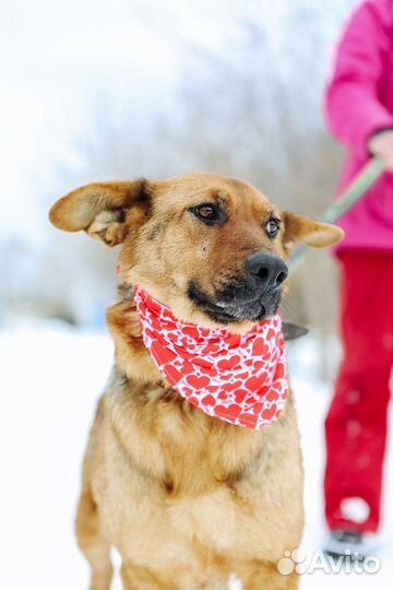 Собака с большими ушами бесплатно