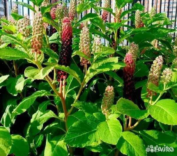 Ежевика бесшипная, Малина